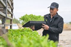 <strong>机械化 智能化 从动化——新疆番茄财产</strong>